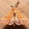 Bordered Sallow - 11063