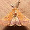 Bordered Sallow - 11063