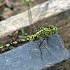 GREEN SKIMMER