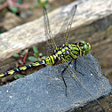 GREEN SKIMMER