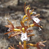 Spotted Coralroot