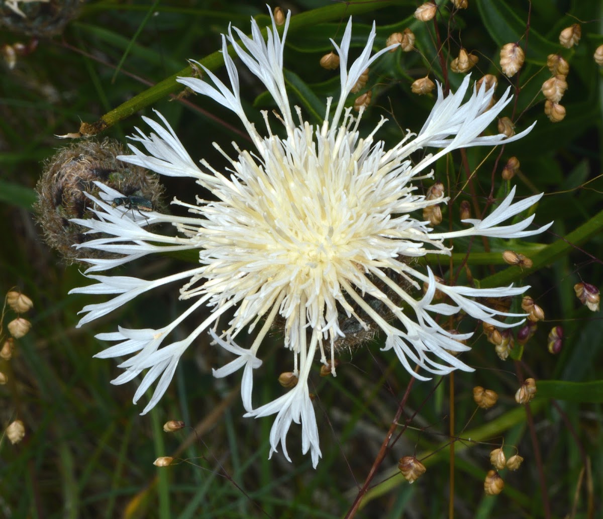 Greater Knapweed