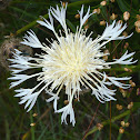 Greater Knapweed