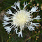 Greater Knapweed