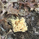 Coral fungi