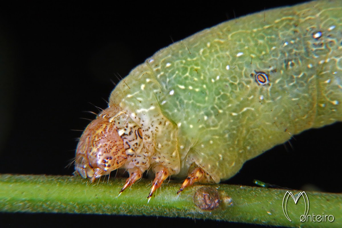 Geometrid caterpillar