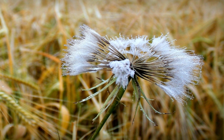 Lacrime di pioggia. . . di Hanami