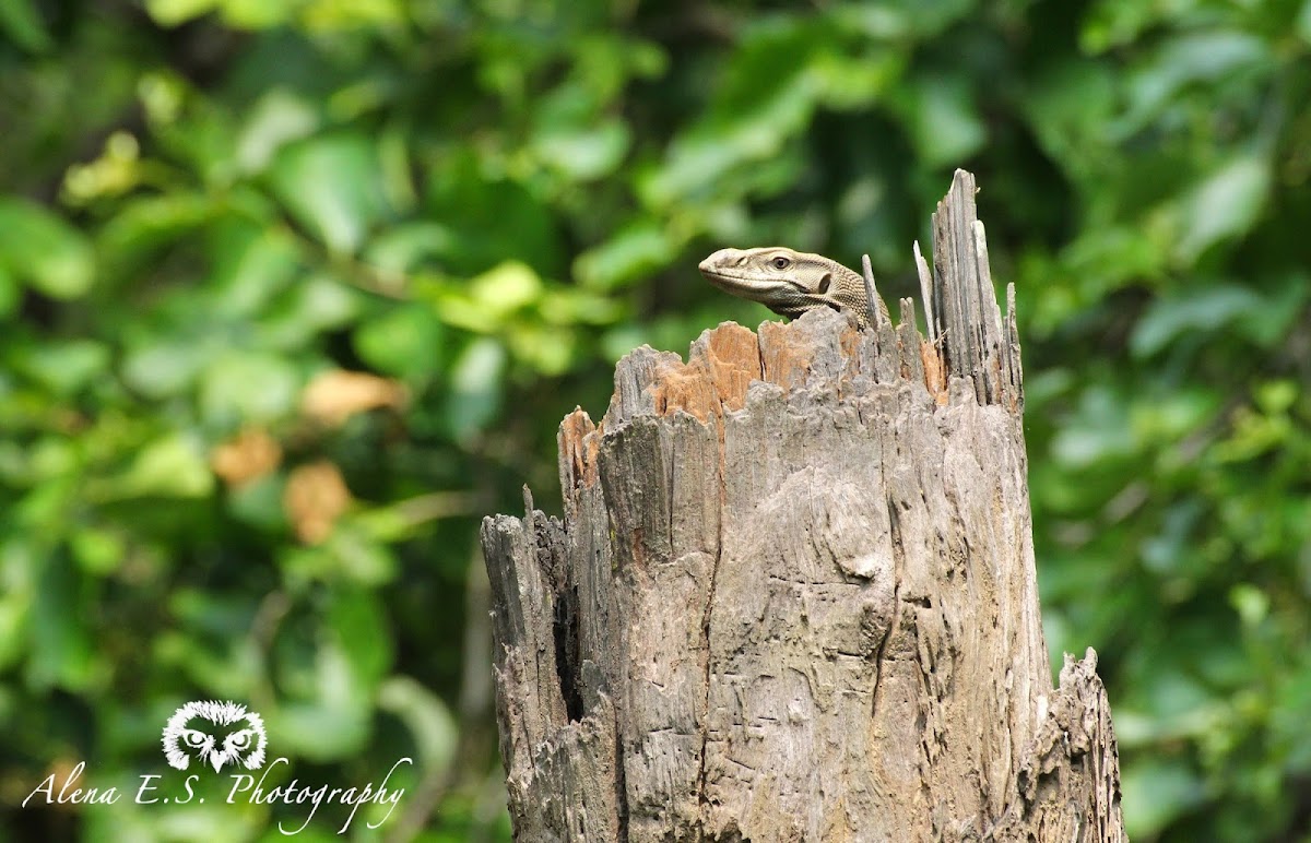 Bengal monitor