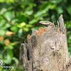 Bengal monitor