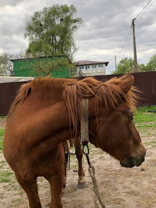 Конный клуб "Ранчо"