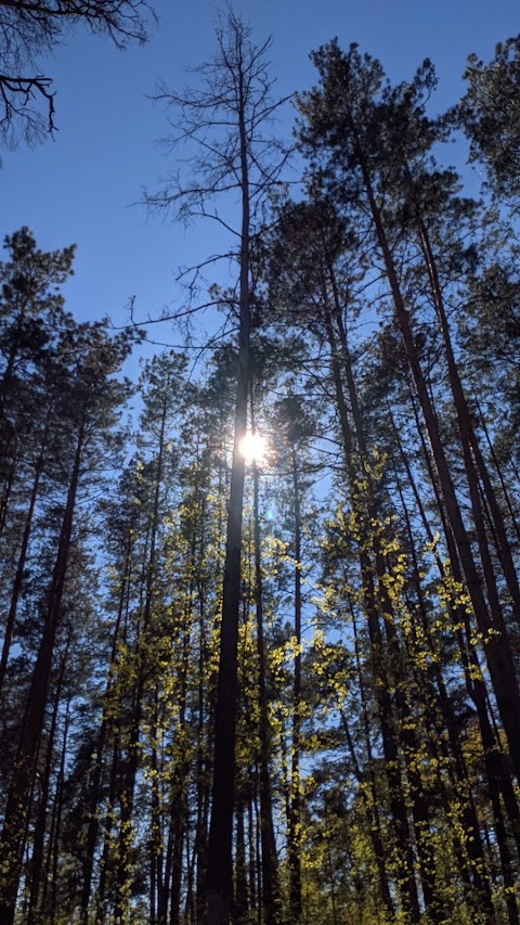 Ліс Виноградар