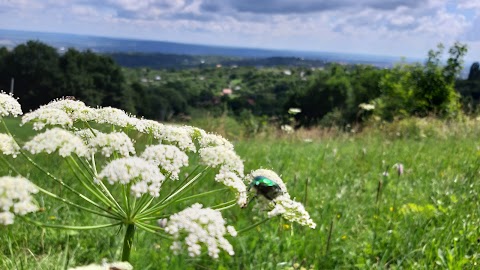 Цецино