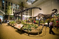 navigate to article about Carnegie Museum of Natural History
