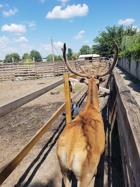 Бабусине подвір'ячко