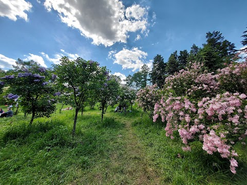 Бузковий сад (сирингарій)