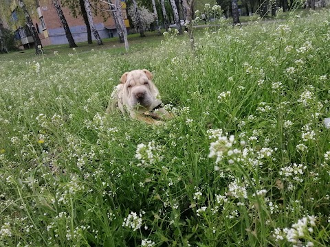 Міська ветеринарна лікарня