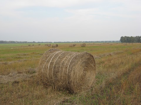 Інститут луб'яних культур Національної академії аграрних наук України