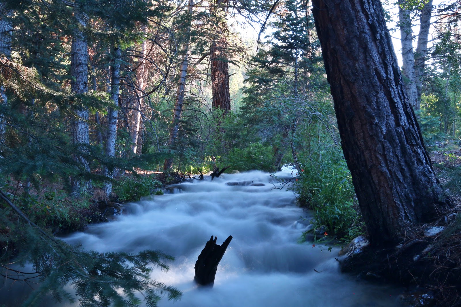 Great Basin/Upper Lehman Creek Campground