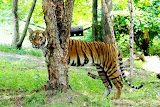Tiger Mountain at Bronx Zoo