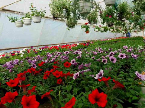 Квітковий салон Азалія
