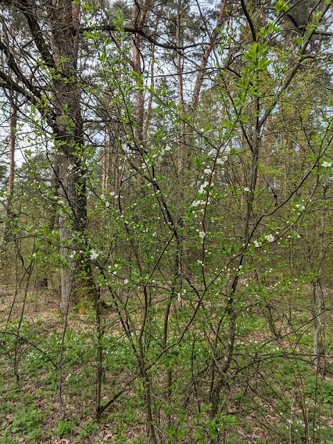 Лісовий берег