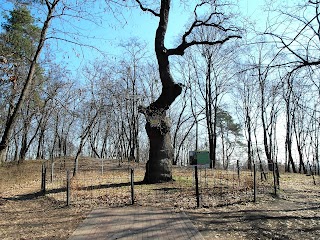 Березовий гай Парк-Пам'ятка СПМ МЗ