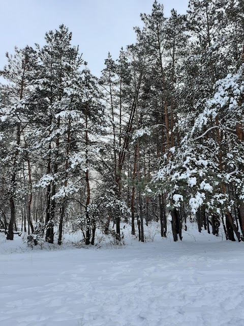 Лісовий