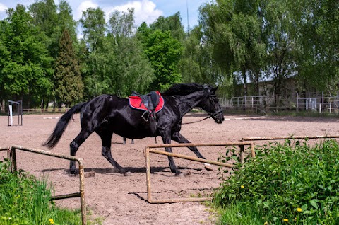 Коні Львів кінний клуб Грація