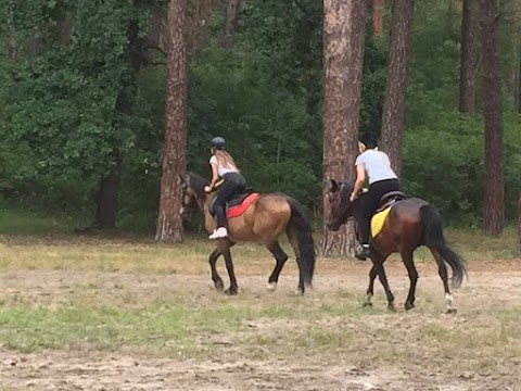 Прогулки на лошадях в лесу