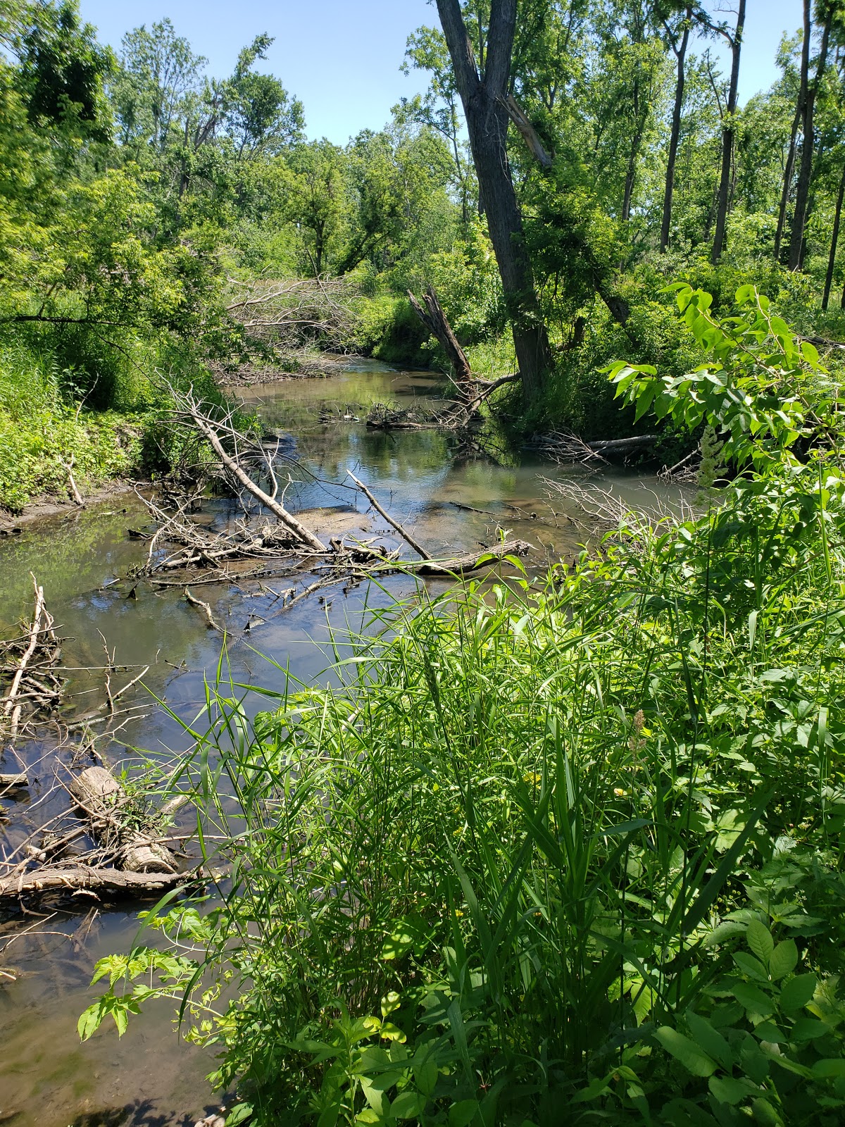 Morgan Creek Park (Linn County Park)