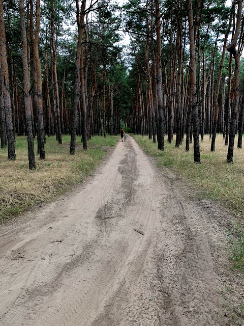 Ташкентський (Харчатовський) ліс