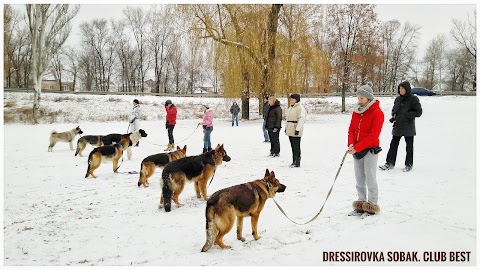 Дрессировка собак. клуб "Best"