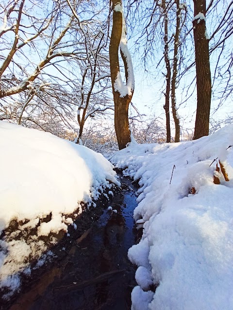 Сосновий гай