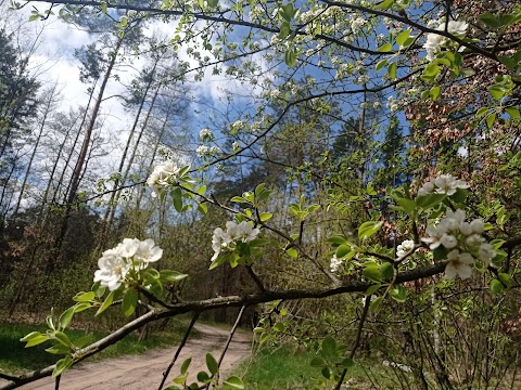 Державний ботанічний заказник "Рибне"