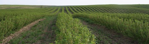 Bekas, SPE - frozen fruits producer