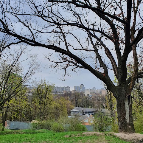 Лісове урочище Крістерів