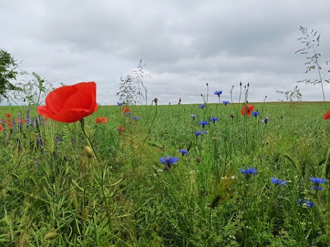 Обласна психіатрична лікарня Миколаївського району