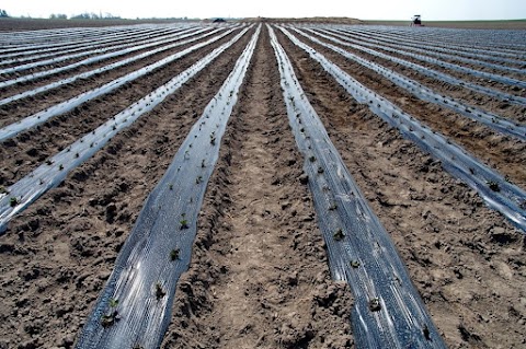 Bekas, SPE - frozen fruits producer