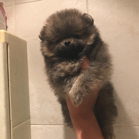 Pomeranian Puppy Shop