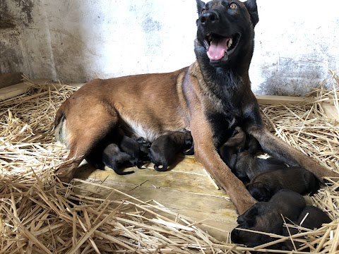 Дрессировка собак Днепр/K-9 Aus Sursko-Litovsk