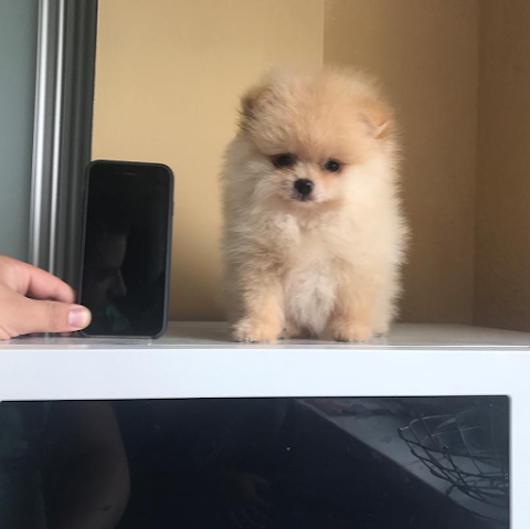 Pomeranian Puppy Shop