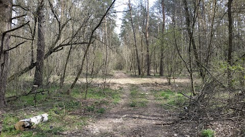 Державний ботанічний заказник "Рибне"