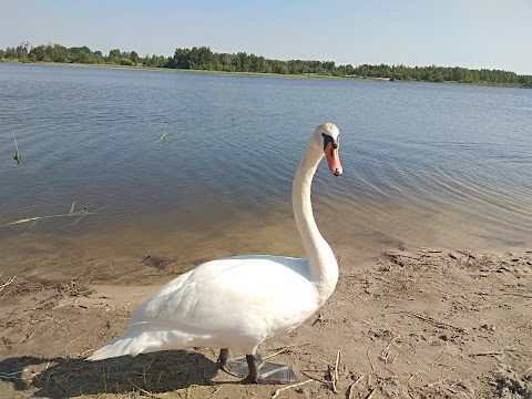 готель Соняшник