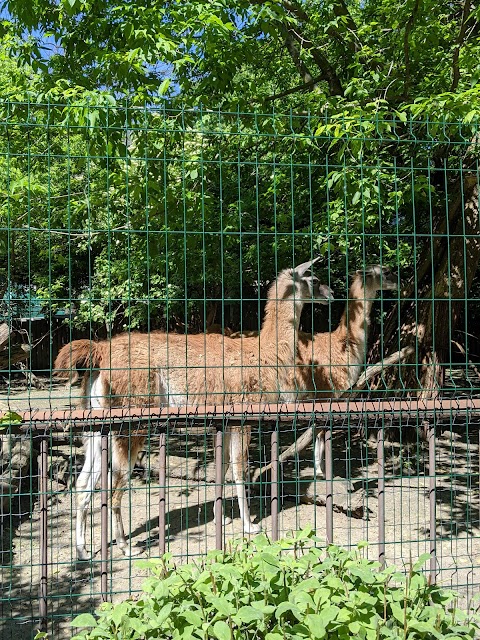 Київський зоопарк