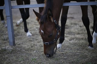 Конно-спортивный клуб «JB stable»