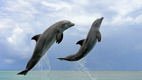 Бассейн "Дельфин"