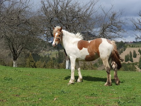 Вілла Перлина