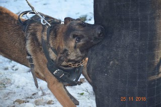 Дрессировка собак Днепр/K-9 Aus Sursko-Litovsk