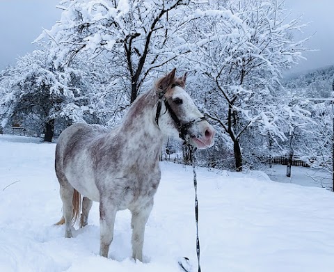 Кінні прогулянки. Верхова їзда. Horse riding