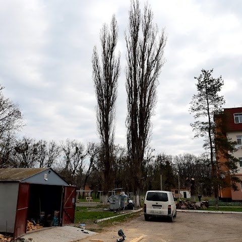 Спил деревьев Киев